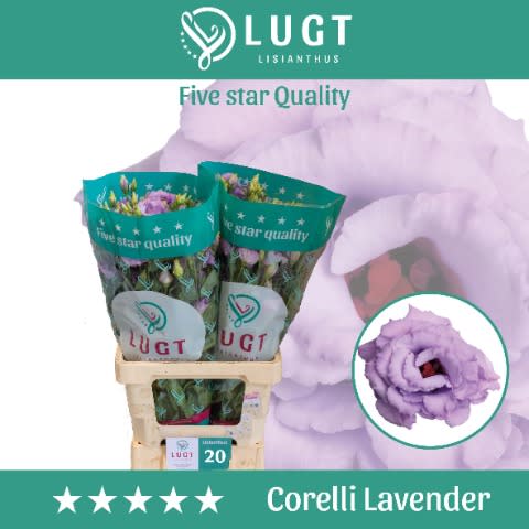 Срезанные цветы оптом Lisianthus do corelli lavender от 20шт из Голландии с доставкой по России