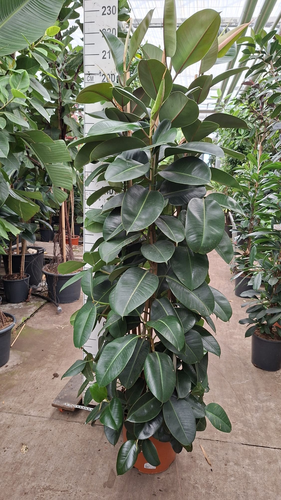 Горшечные цветы и растения оптом Ficus El Robusta Branched от 1шт из Голландии с доставкой по России