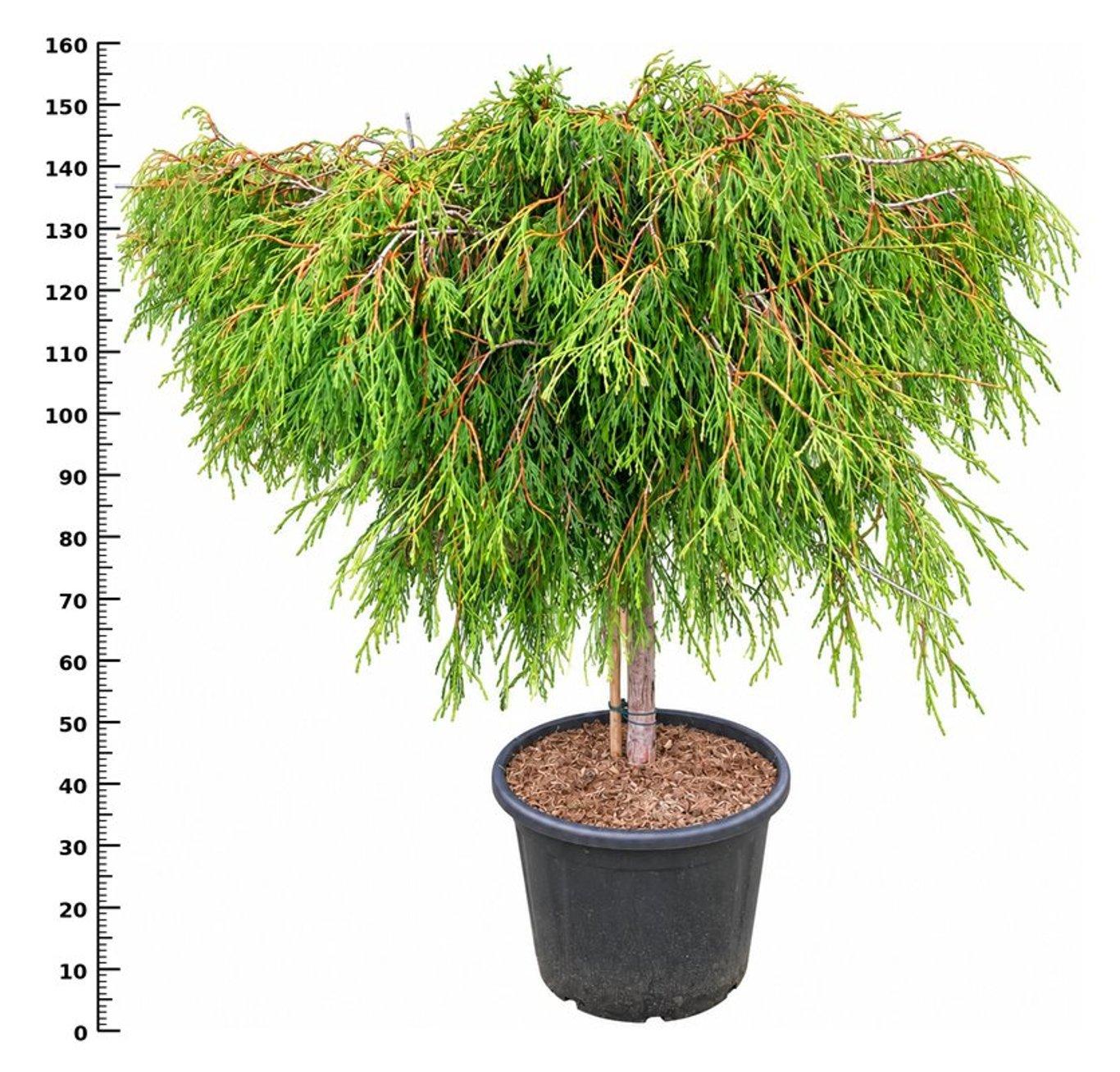 Горшечные цветы и растения оптом Thuja Pl. kagers Beauty от 1шт из Голландии с доставкой по России