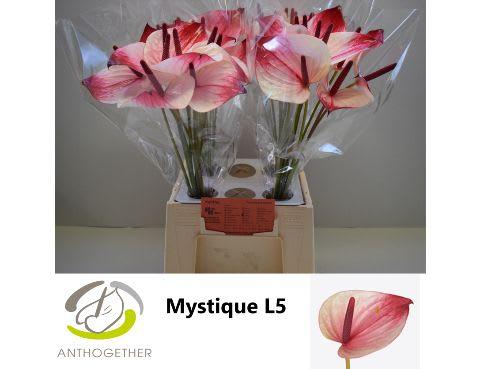 Срезанные цветы оптом Anthurium mystique от 40шт из Голландии с доставкой по России