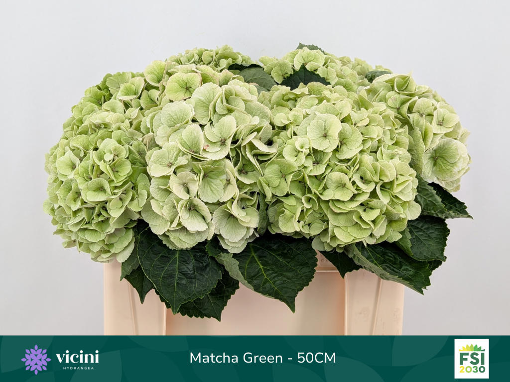 Срезанные цветы оптом Hydrangea my beautiful matcha classic от 10шт из Голландии с доставкой по России