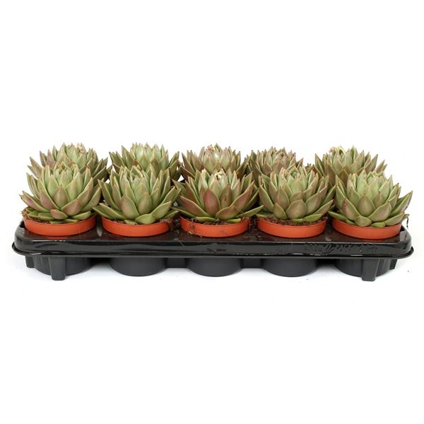 Горшечные цветы и растения оптом Echeveria Agavoides от 10шт из Голландии с доставкой по России