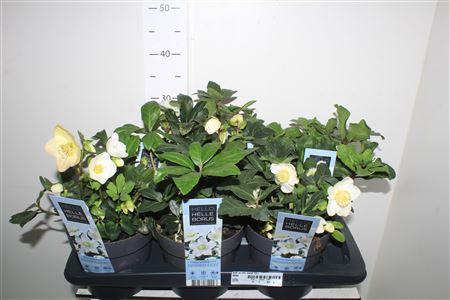 Горшечные цветы и растения оптом Hell Ni Chr Carol 15+ от 6шт из Голландии с доставкой по России