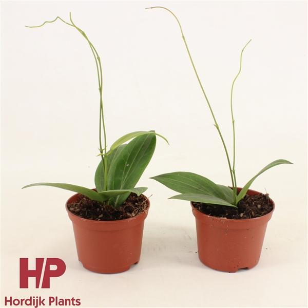 Горшечные цветы и растения оптом Hoya Soligamiana от 14шт (для телеги) из Голландии с доставкой по России