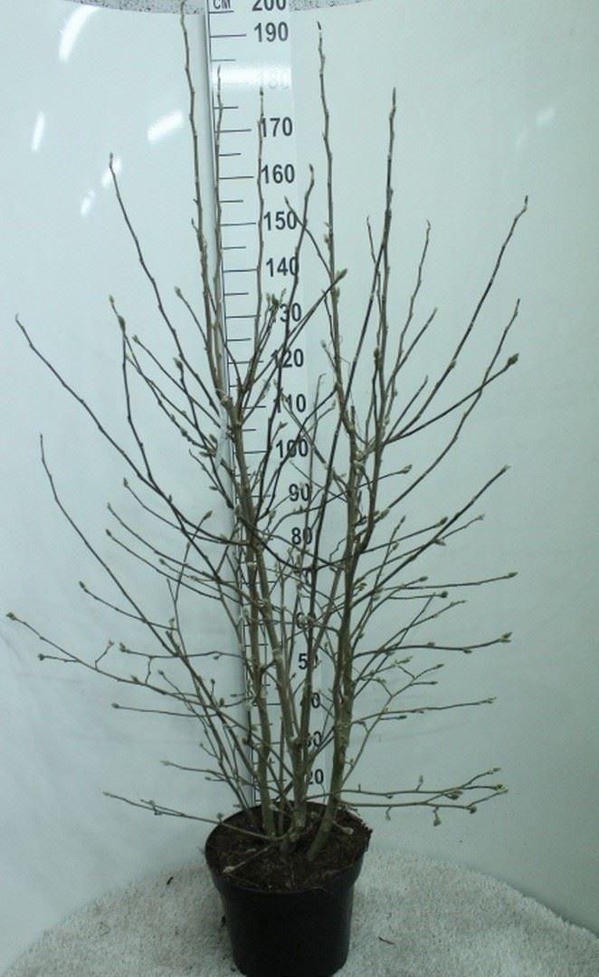 Горшечные цветы и растения оптом Magnolia Stellata от 1шт из Голландии с доставкой по России