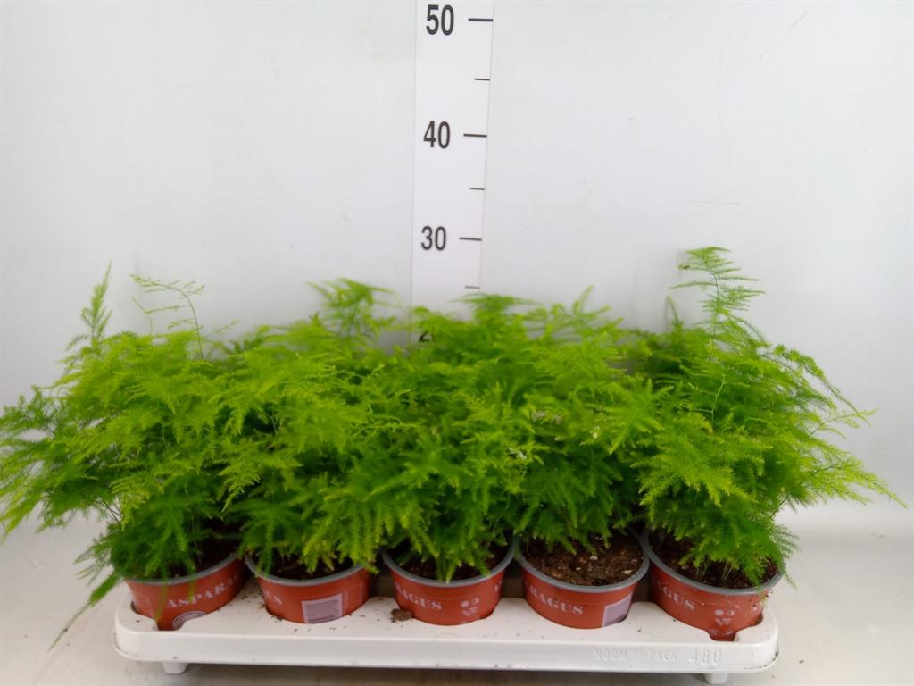 Горшечные цветы и растения оптом Asparagus Setaceus от 10шт из Голландии с доставкой по России