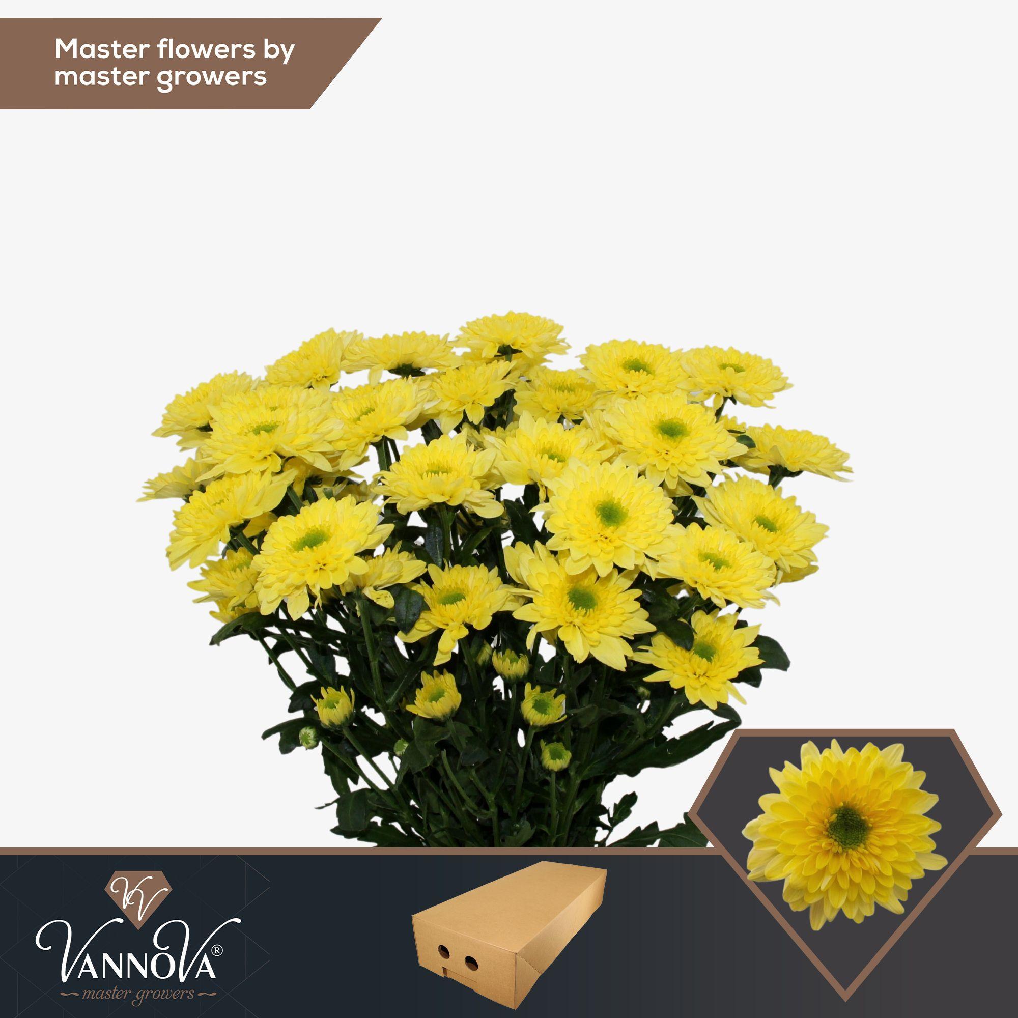 Срезанные цветы оптом Chrys sp commander yellow от 80шт из Голландии с доставкой по России