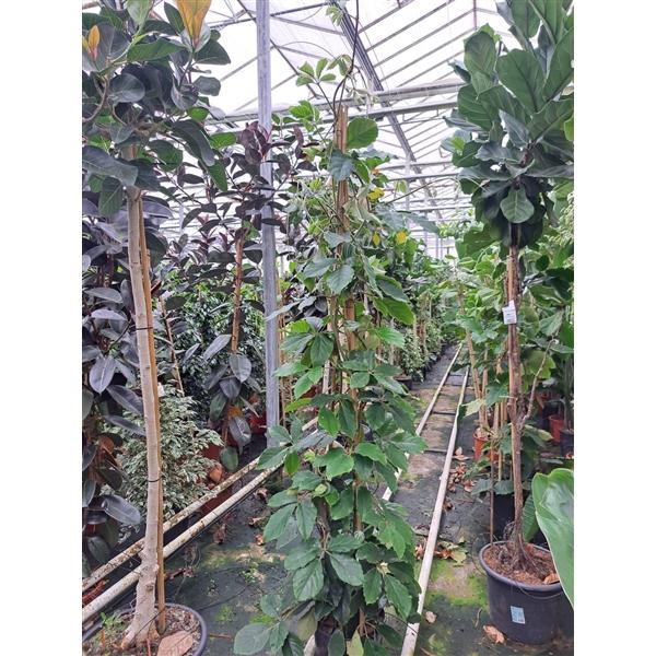 Горшечные цветы и растения оптом Tetra Stigma от 1шт из Голландии с доставкой по России