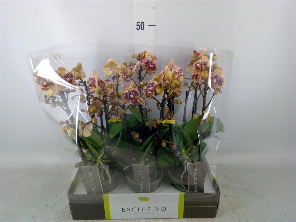 Горшечные цветы и растения оптом Phal Aromio Spicy 2 Spike от 6шт из Голландии с доставкой по России