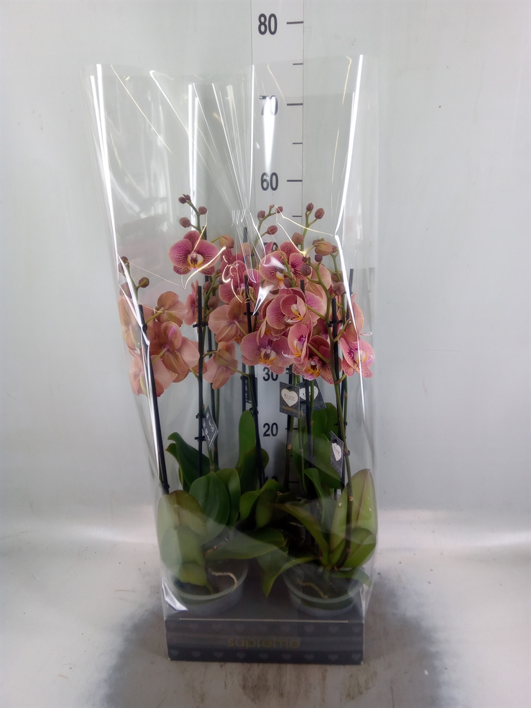 Горшечные цветы и растения оптом Phalaenopsis   ...rose от 5шт из Голландии с доставкой по России