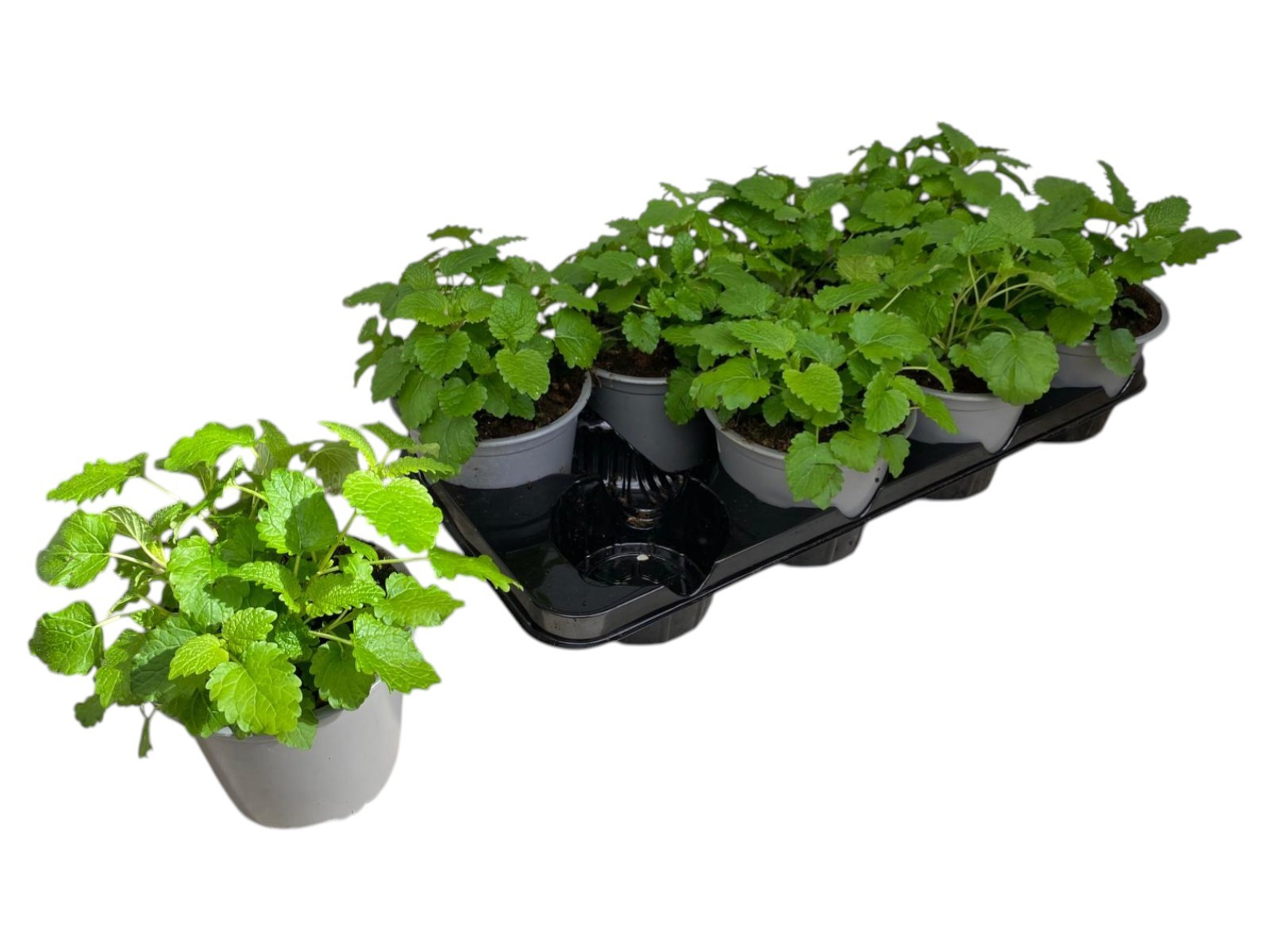 Горшечные цветы и растения оптом Melissa Officinalis от 8шт (для телеги) из Голландии с доставкой по России