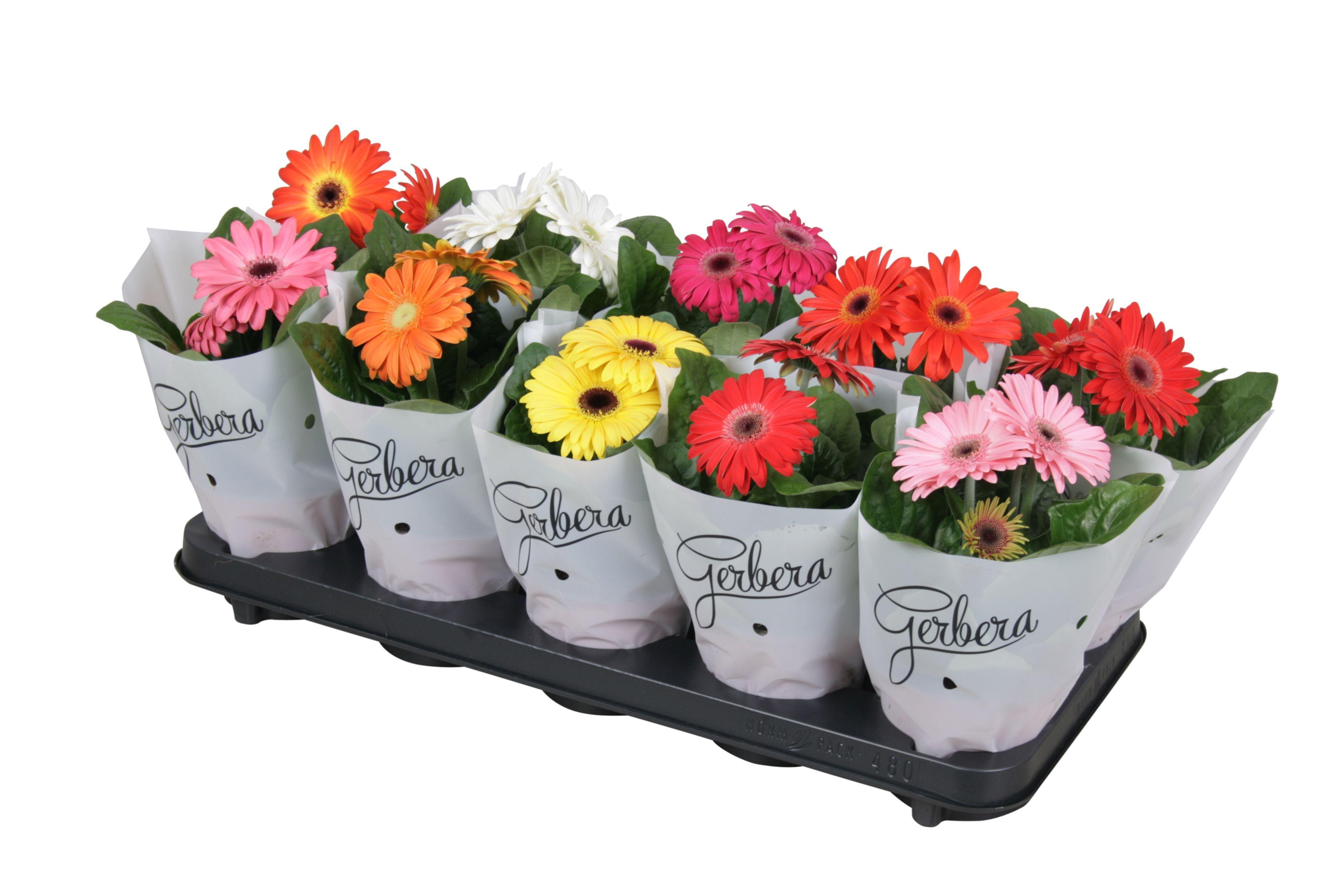 Горшечные цветы и растения оптом Gerbera Basic Mix In Frosted Sleeve 2+ от 1шт (для телеги) из Голландии с доставкой по России