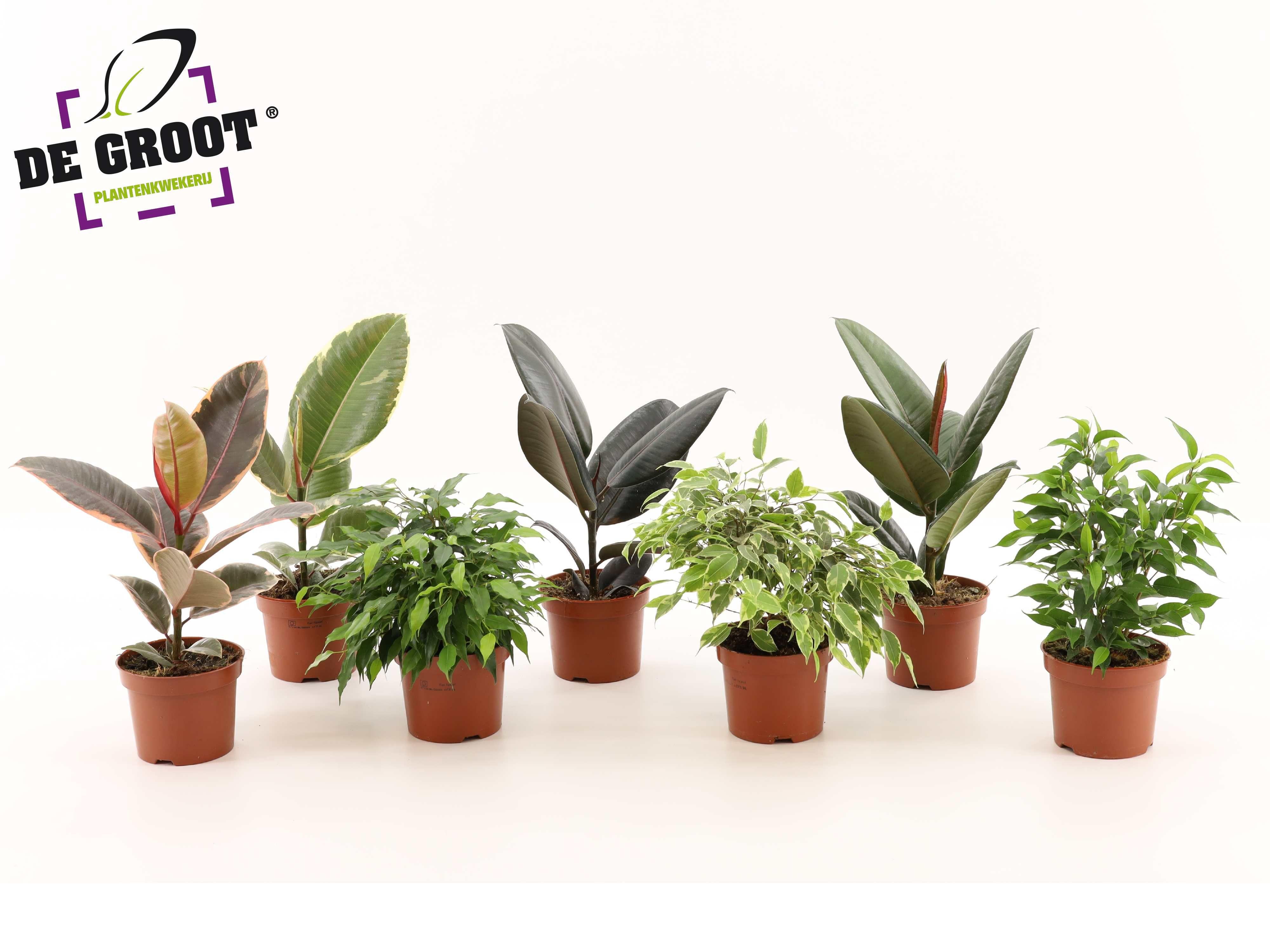Горшечные цветы и растения оптом Ficus Mix 6srt от 10шт из Голландии с доставкой по России