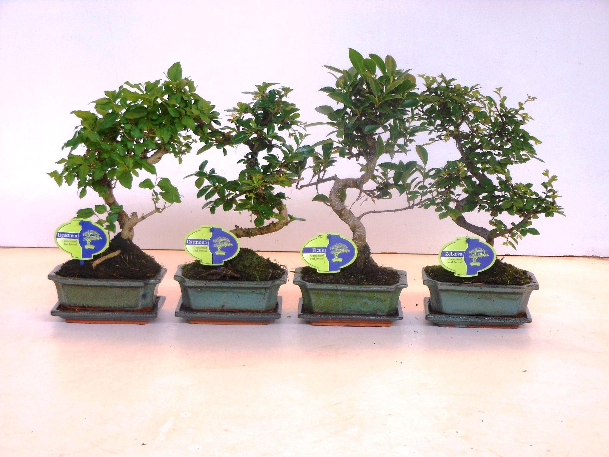 Горшечные цветы и растения оптом Bonsai Mix S-shape With Drip Tray от 10шт из Голландии с доставкой по России