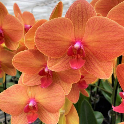 Срезанные цветы оптом Phalaenopsis orange fiber (per stem) от 15шт. из Голландии с доставкой по России