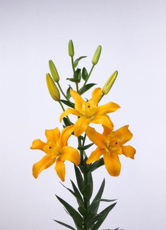 Срезанные цветы оптом Lilium la butterfly spring от 60шт из Голландии с доставкой по России Срезанные цветы оптом Lilium la butterfly spring от 60шт из Голландии с доставкой по России