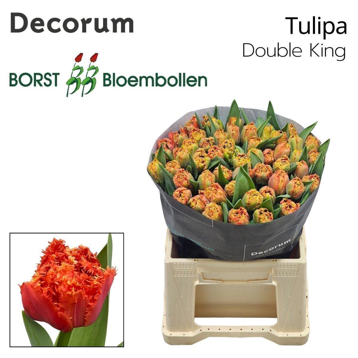 Срезанные цветы оптом Tulipa fr double king от 50шт из Голландии с доставкой по России