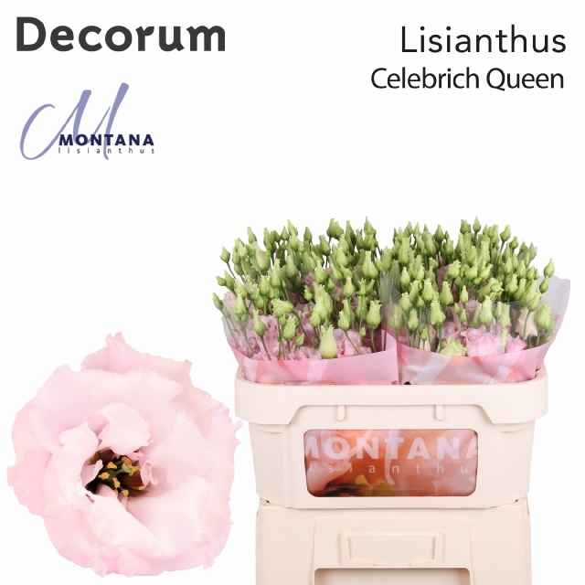 Срезанные цветы оптом Lisianthus do celeb queen от 60шт. из Голландии с доставкой по России