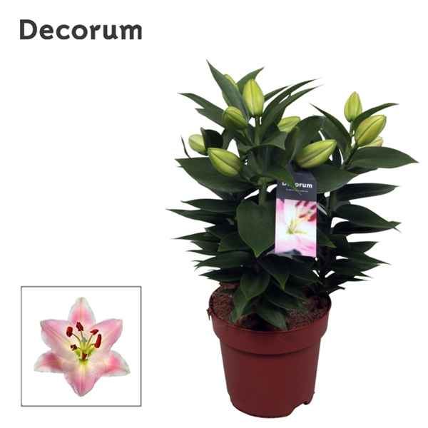 Горшечные цветы и растения оптом Lilium Or Rascal Souvenir 3pp (decorum) от 6шт из Голландии с доставкой по России