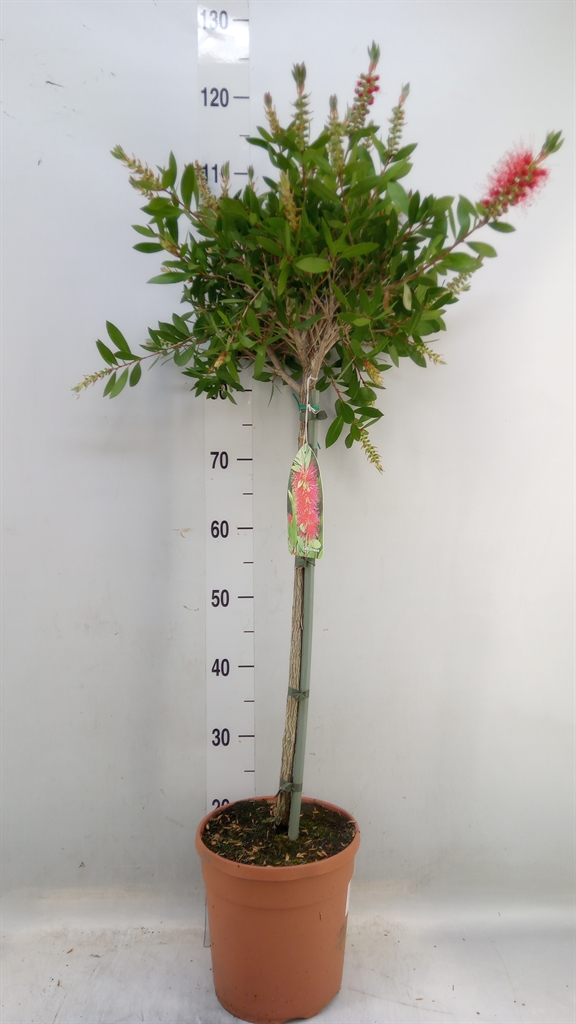 Горшечные цветы и растения оптом Callistemon Laevis Bush от 1шт из Голландии с доставкой по России