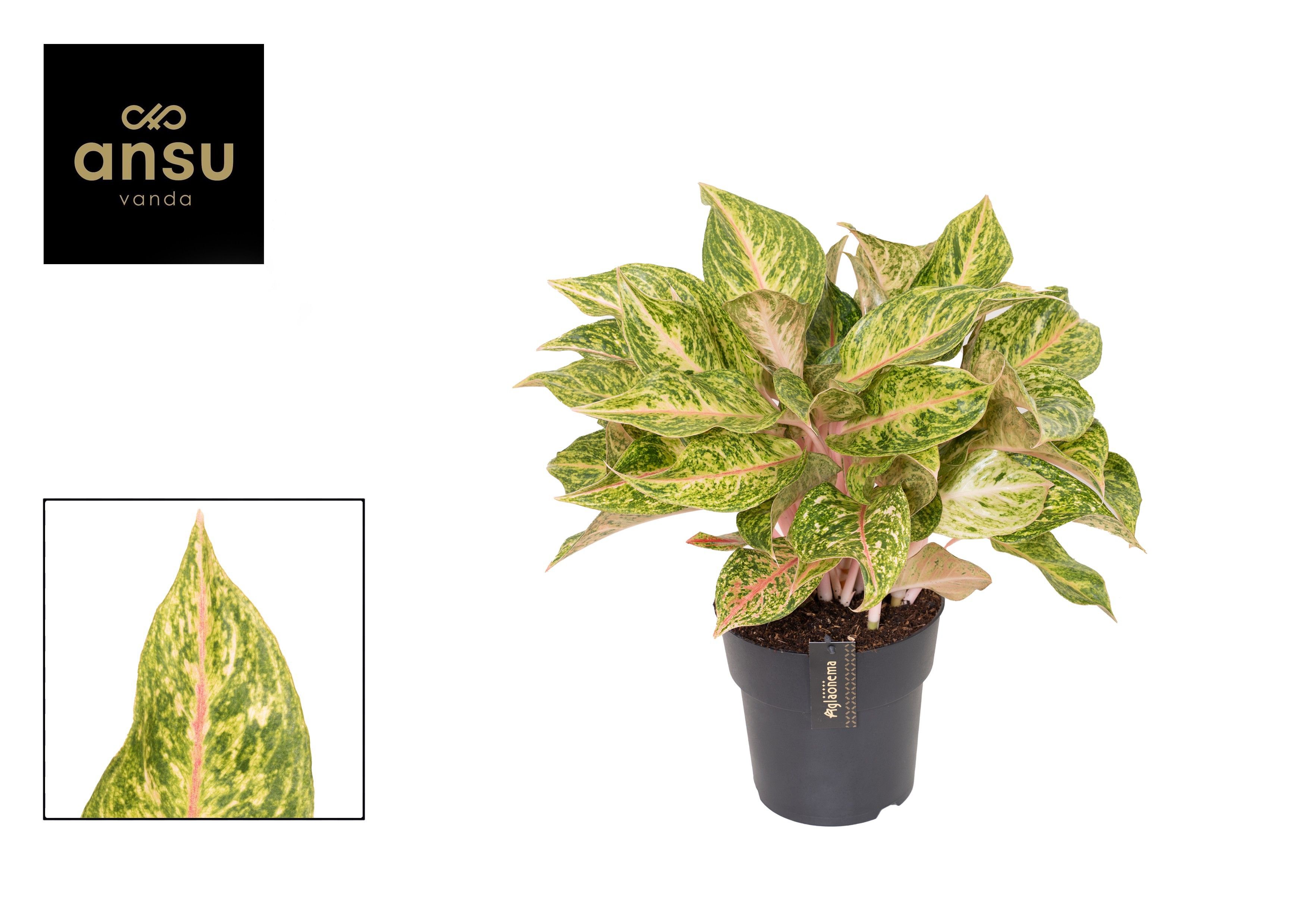 Горшечные цветы и растения оптом Aglaonema Pomegranate Tea от 3шт из Голландии с доставкой по России