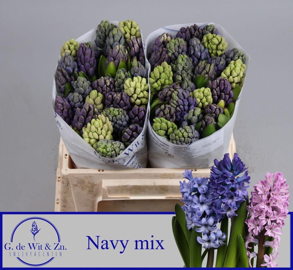 Срезанные цветы оптом Hyacinthus navy mix от 50шт из Голландии с доставкой по России