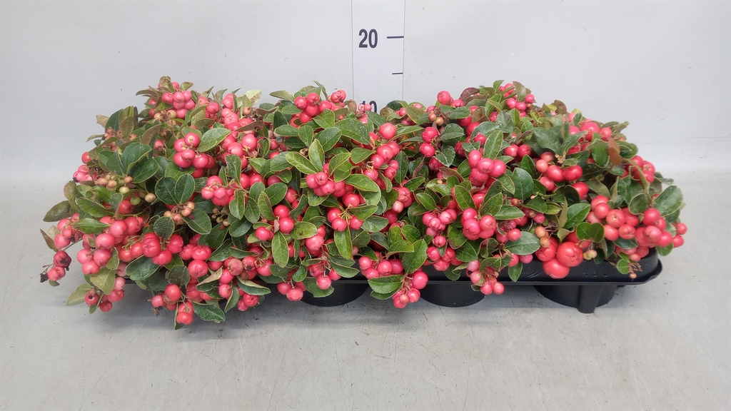 Горшечные цветы и растения оптом Gaultheria Proc. big Berry от 8шт из Голландии с доставкой по России