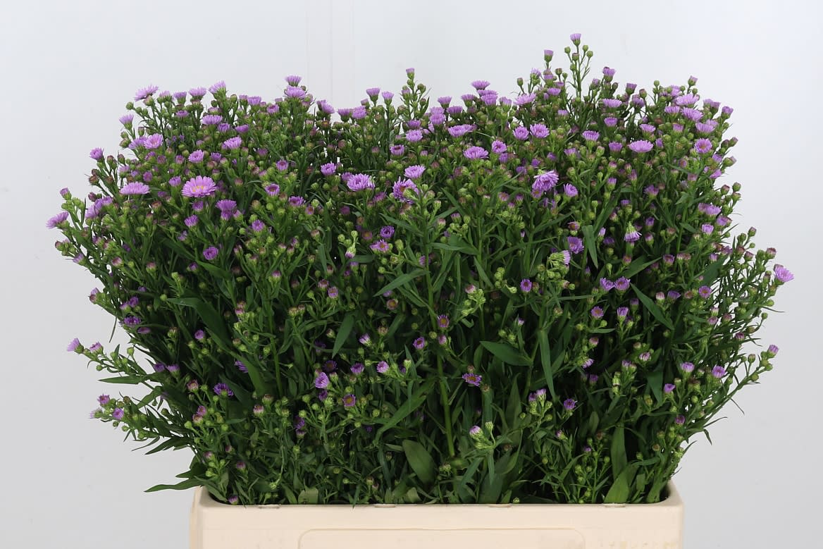 Срезанные цветы оптом Aster painted lady от 150шт из Голландии с доставкой по России Срезанные цветы оптом Aster painted lady от 150шт из Голландии с доставкой по России