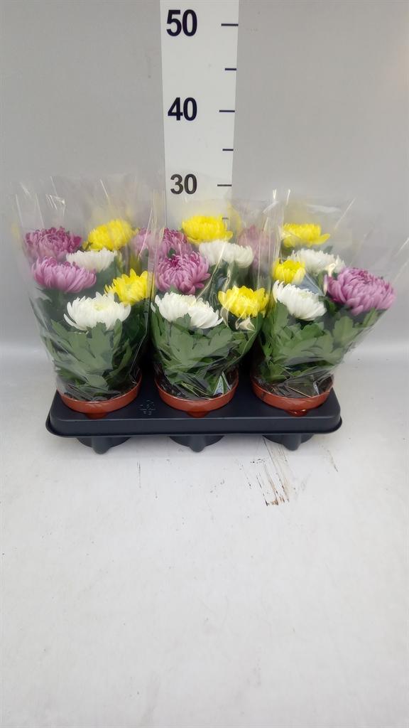 Горшечные цветы и растения оптом Chrysanthemum ..gr Mix от 6шт из Голландии с доставкой по России