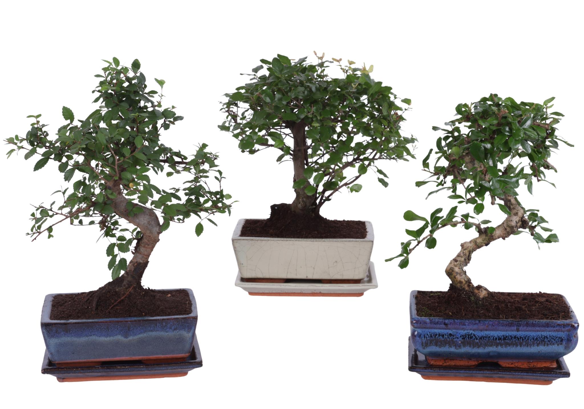 Горшечные цветы и растения оптом Bonsai Mix In Ceramic Ball/s-shape With Sa от 6шт из Голландии с доставкой по России