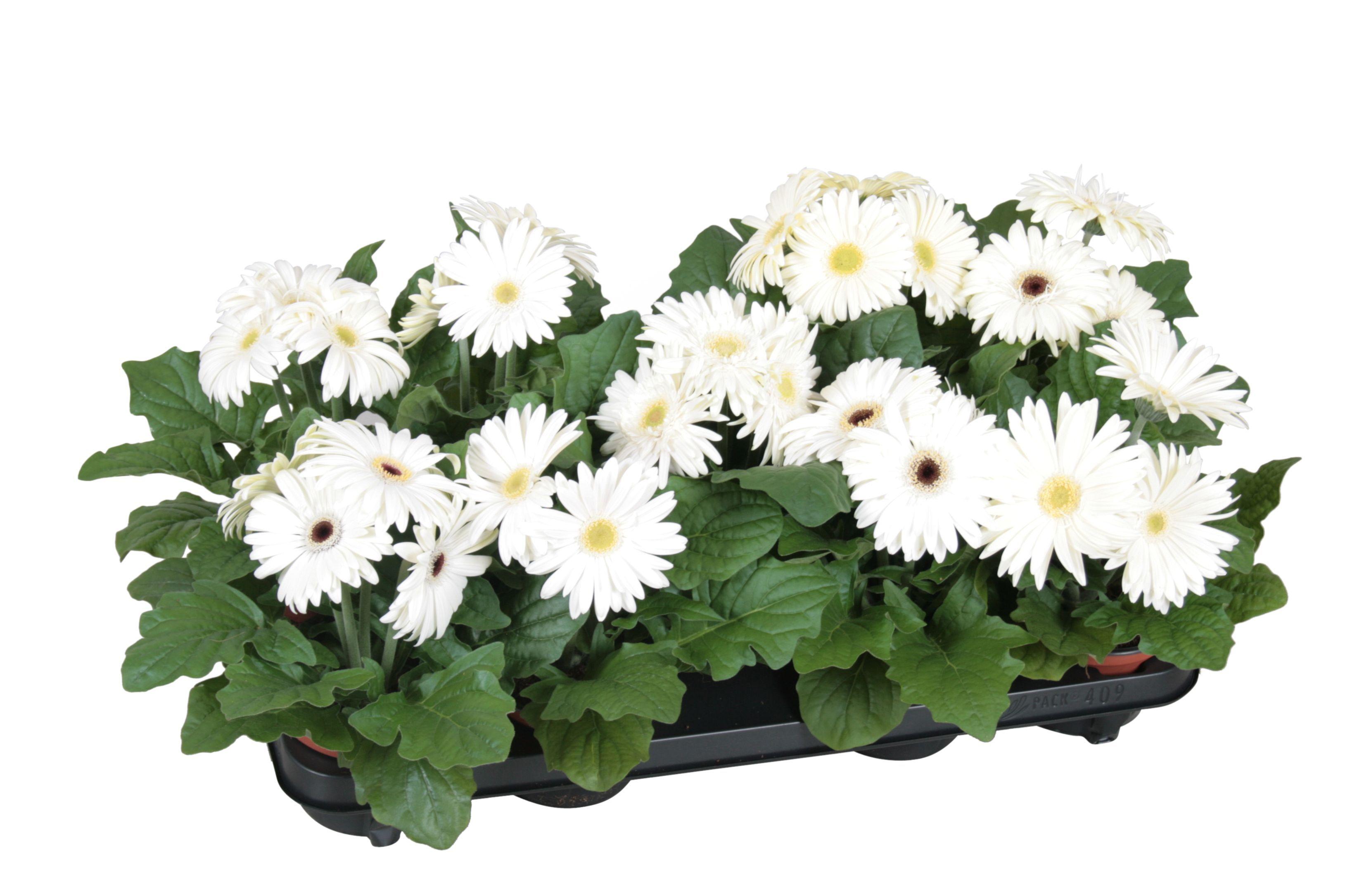 Горшечные цветы и растения оптом Gerbera Excellent White 2+ от 1шт (для телеги) из Голландии с доставкой по России