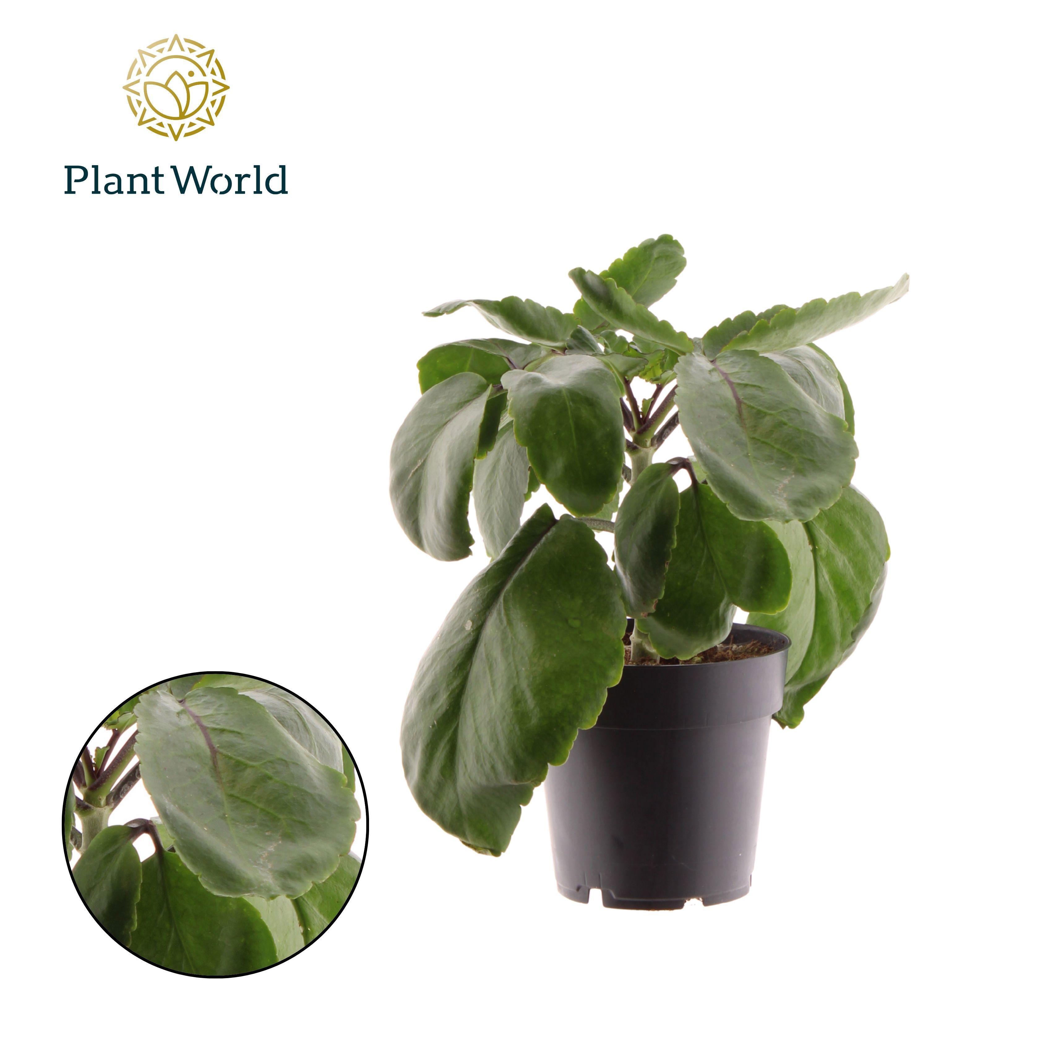 Горшечные цветы и растения оптом Kalanchoe Pinnata Zanzibar от 6шт из Голландии с доставкой по России