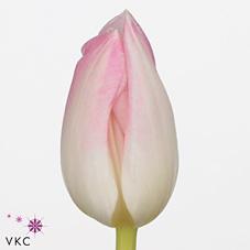 Срезанные цветы оптом Tulipa si first class от 250шт из Голландии с доставкой по России