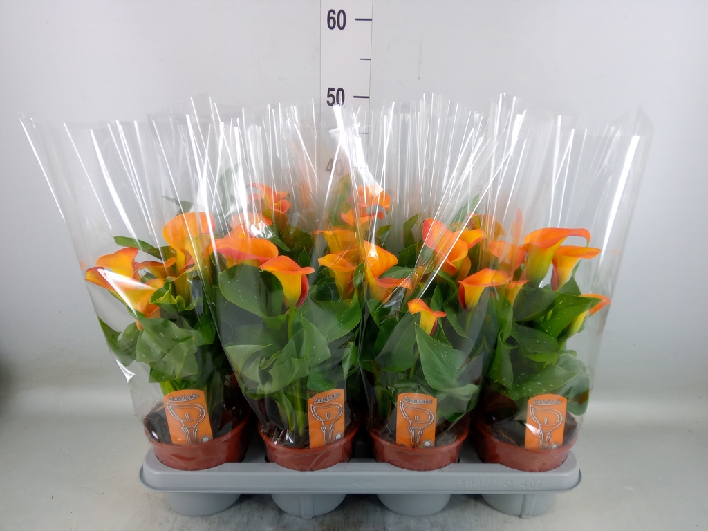 Горшечные цветы и растения оптом Zantedeschia   ... от 7шт из Голландии с доставкой по России