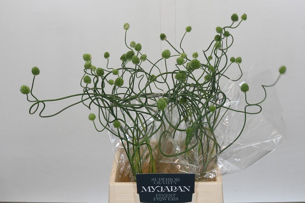 Срезанные цветы оптом Allium crazy beans от 50шт из Голландии с доставкой по России