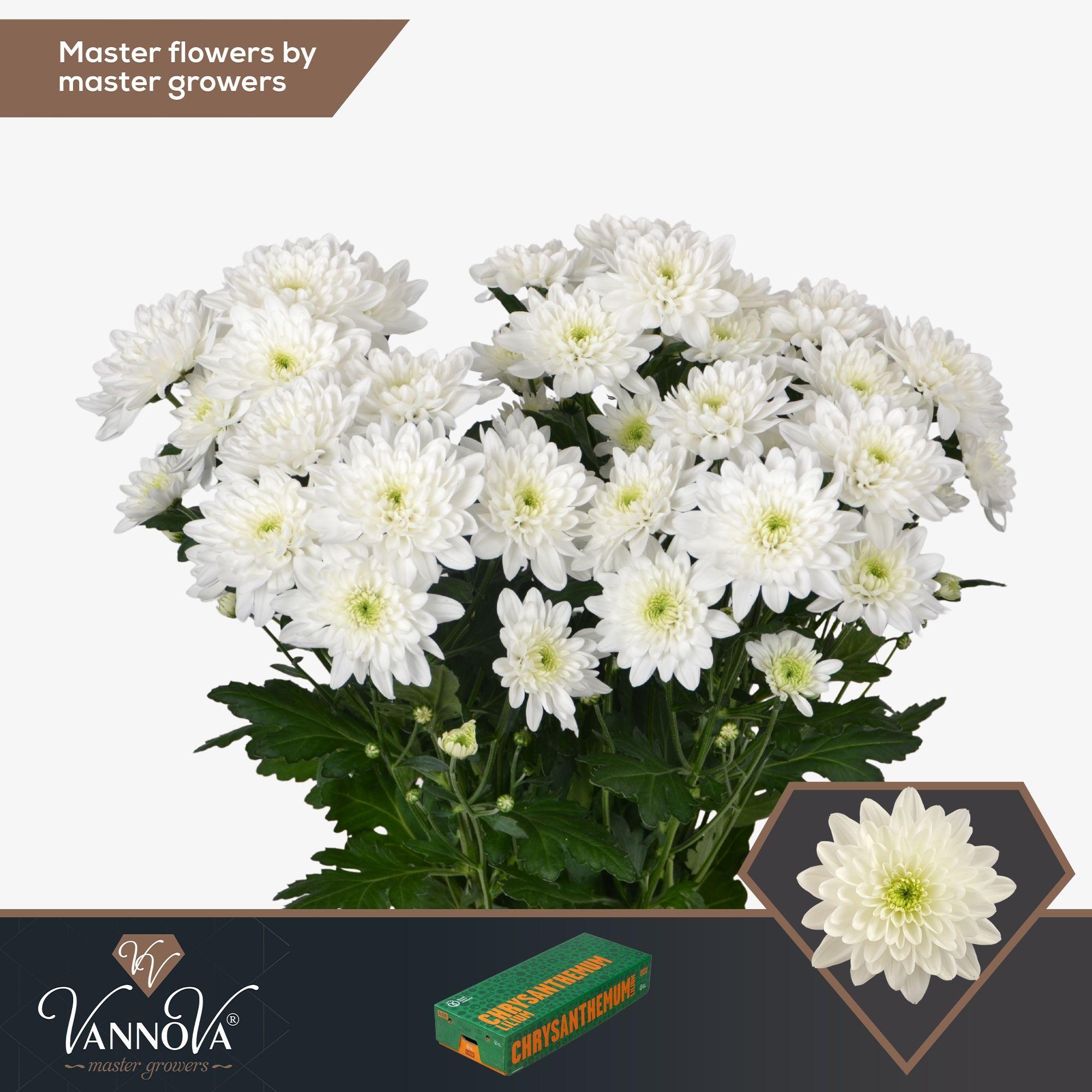 Срезанные цветы оптом Chrys sp pina colada от 80шт из Голландии с доставкой по России