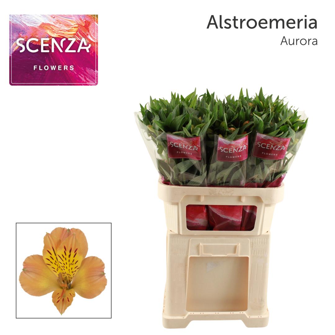 Срезанные цветы оптом Alstroemeria aurora от 60шт из Голландии с доставкой по России