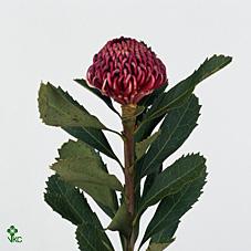 Срезанные цветы оптом Protea waratha (Telopea) от 15шт из Голландии с доставкой по России