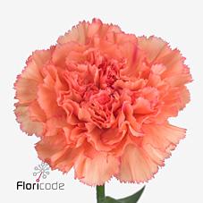 Срезанные цветы оптом Dianthus st goopy geer от 80шт из Голландии с доставкой по России