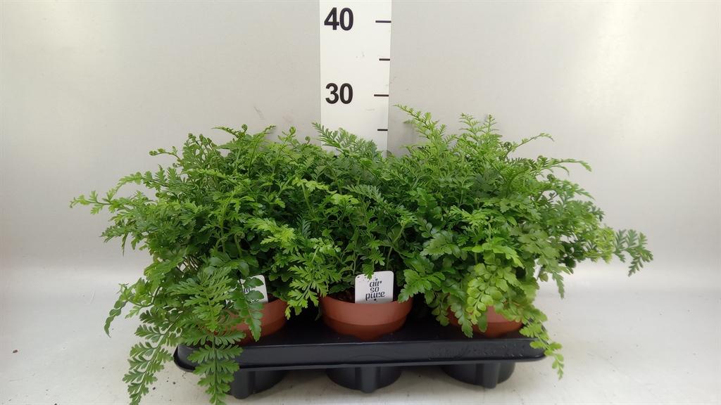 Горшечные цветы и растения оптом Asplenium parvati от 6шт из Голландии с доставкой по России
