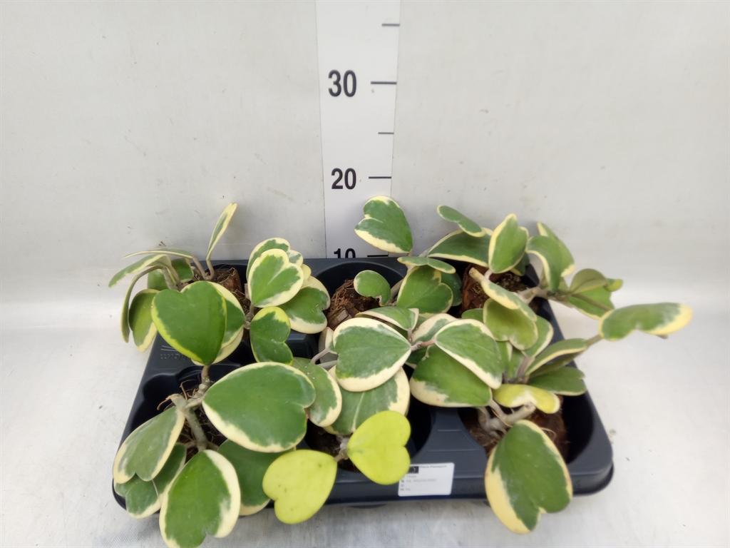 Горшечные цветы и растения оптом Hoya Kerrii от 6шт (для телеги) из Голландии с доставкой по России