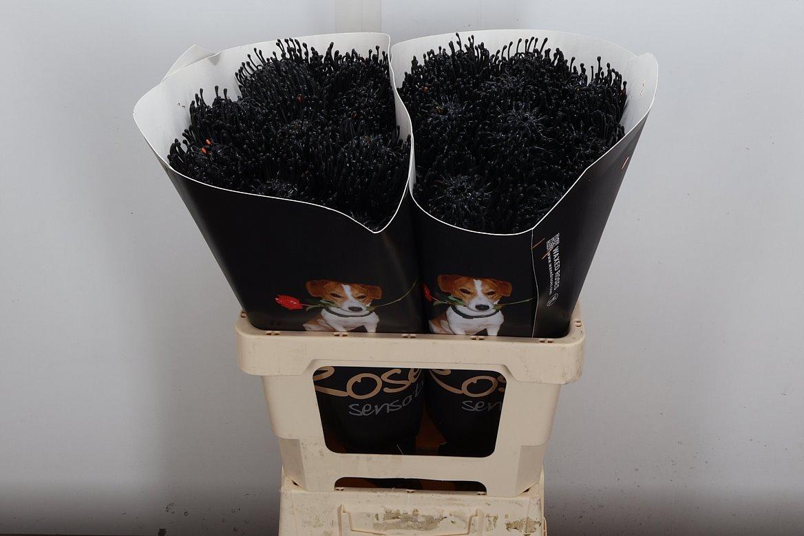 Срезанные цветы оптом Nutans wax black от 20шт из Голландии с доставкой по России