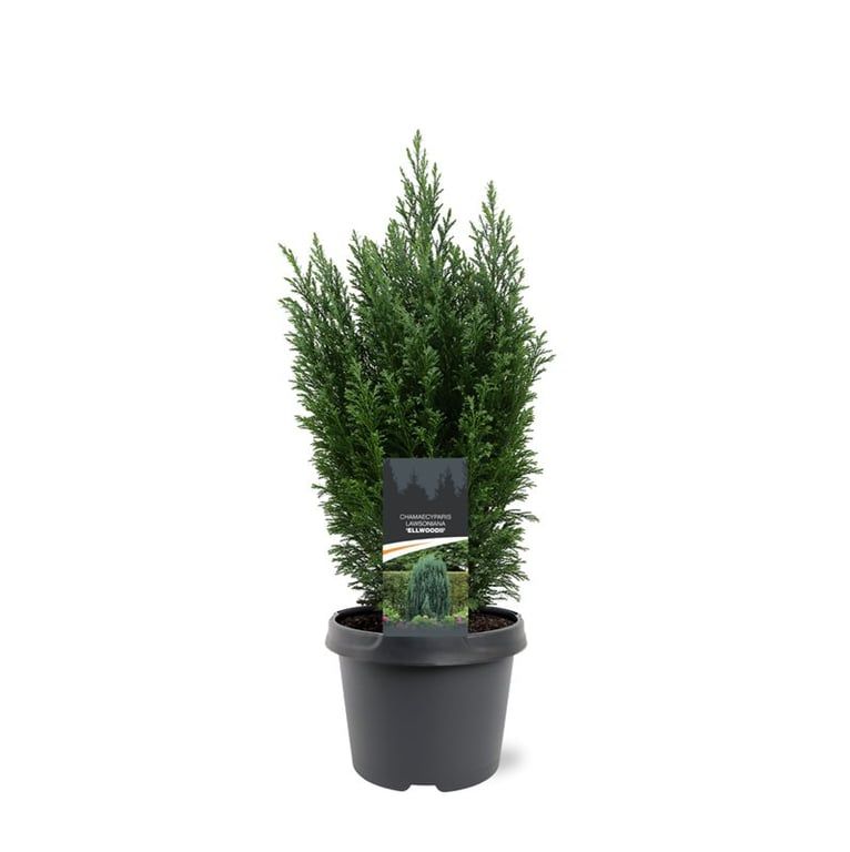 Горшечные цветы и растения оптом Chamaecyparis Laws Ellwoodii от 1шт из Голландии с доставкой по России
