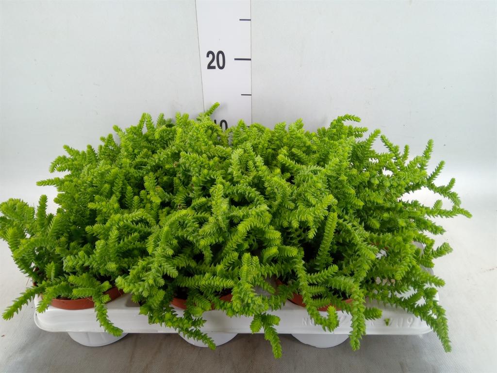 Горшечные цветы и растения оптом Crassula   ... от 9шт из Голландии с доставкой по России