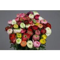 Срезанные цветы оптом Ranunculus elegance rainbow от 100шт из Голландии с доставкой по России