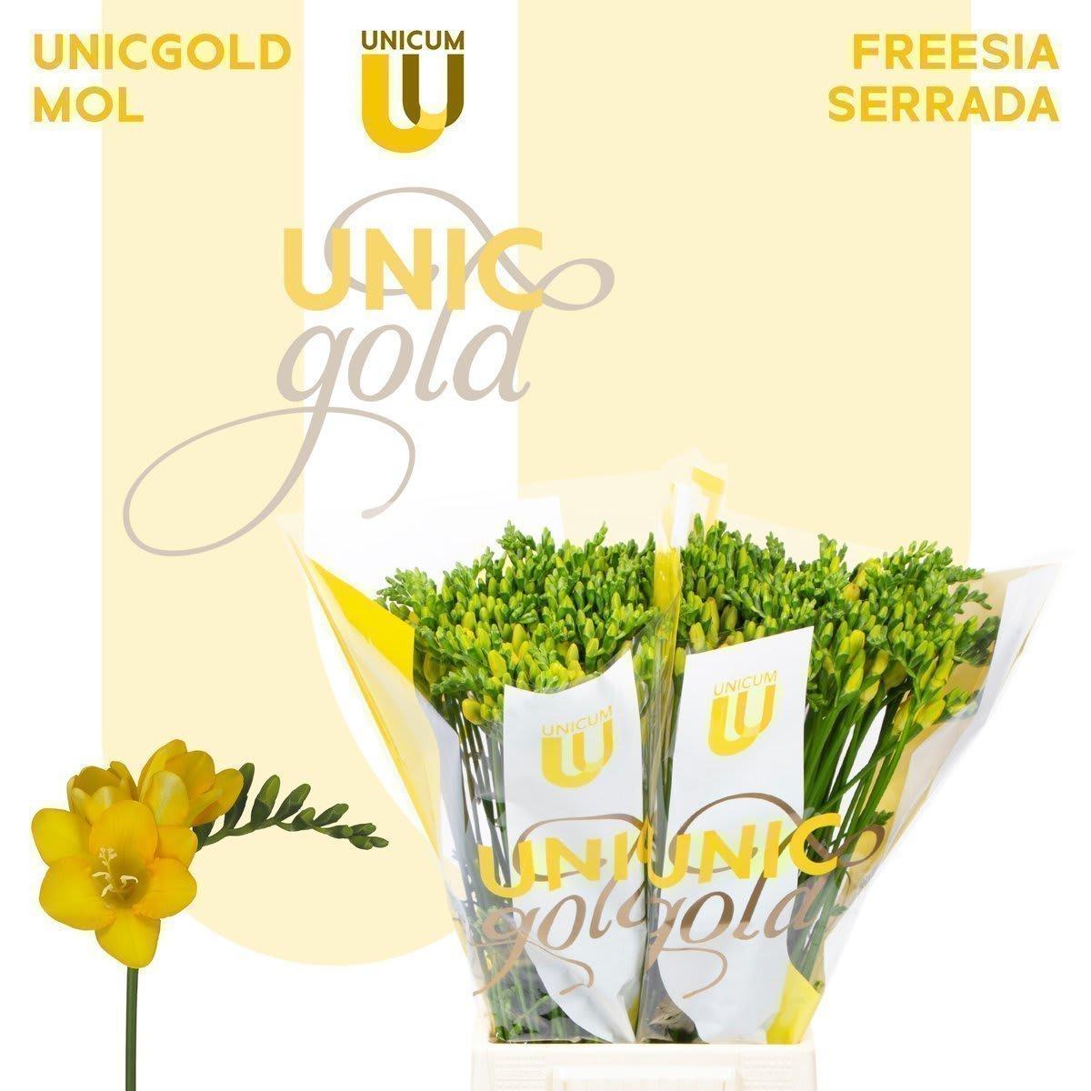 Срезанные цветы оптом Freesia si serrada от 100шт из Голландии с доставкой по России