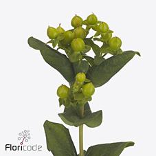 Срезанные цветы оптом Hypericum pacific jade от 100шт из Голландии с доставкой по России