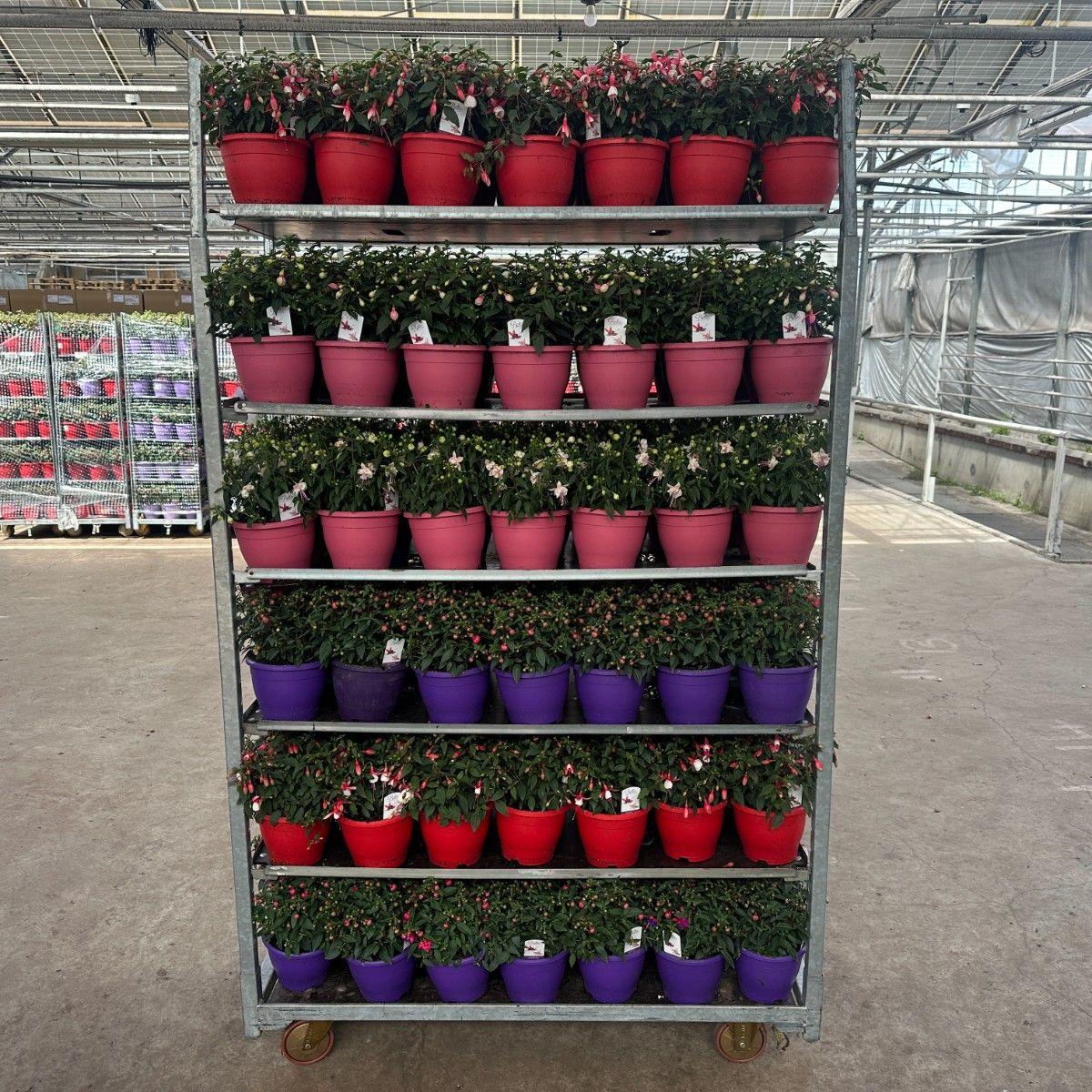 Горшечные цветы и растения оптом Fuchsia B F Mixk от 1шт из Голландии с доставкой по России