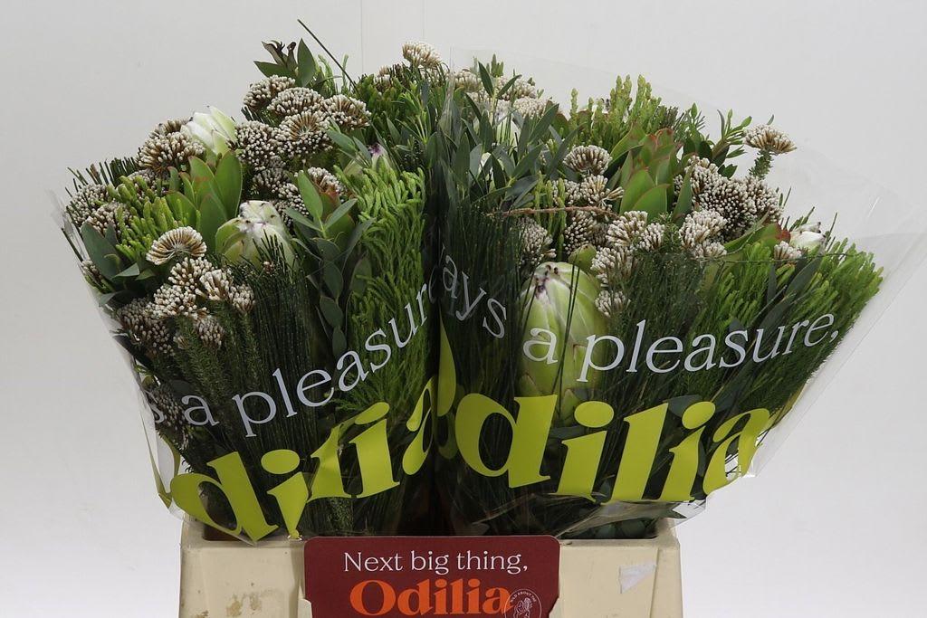 Срезанные цветы оптом Protea bq white pride от 4шт из Голландии с доставкой по России