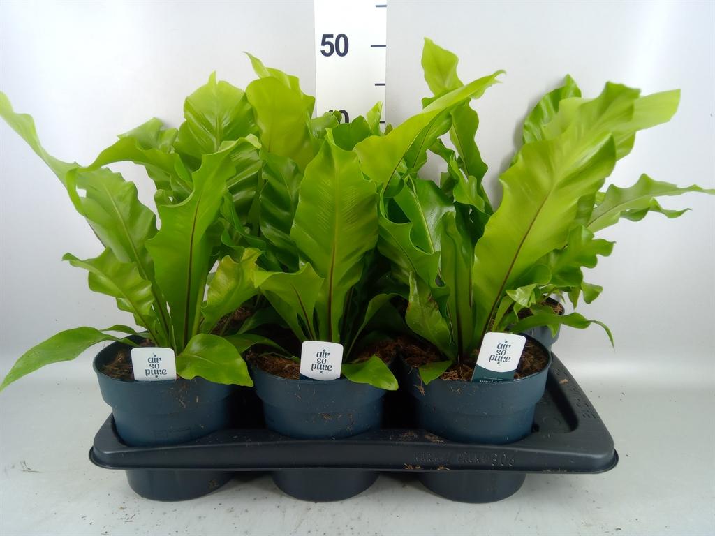 Горшечные цветы и растения оптом Asplenium Nidus от 6шт из Голландии с доставкой по России